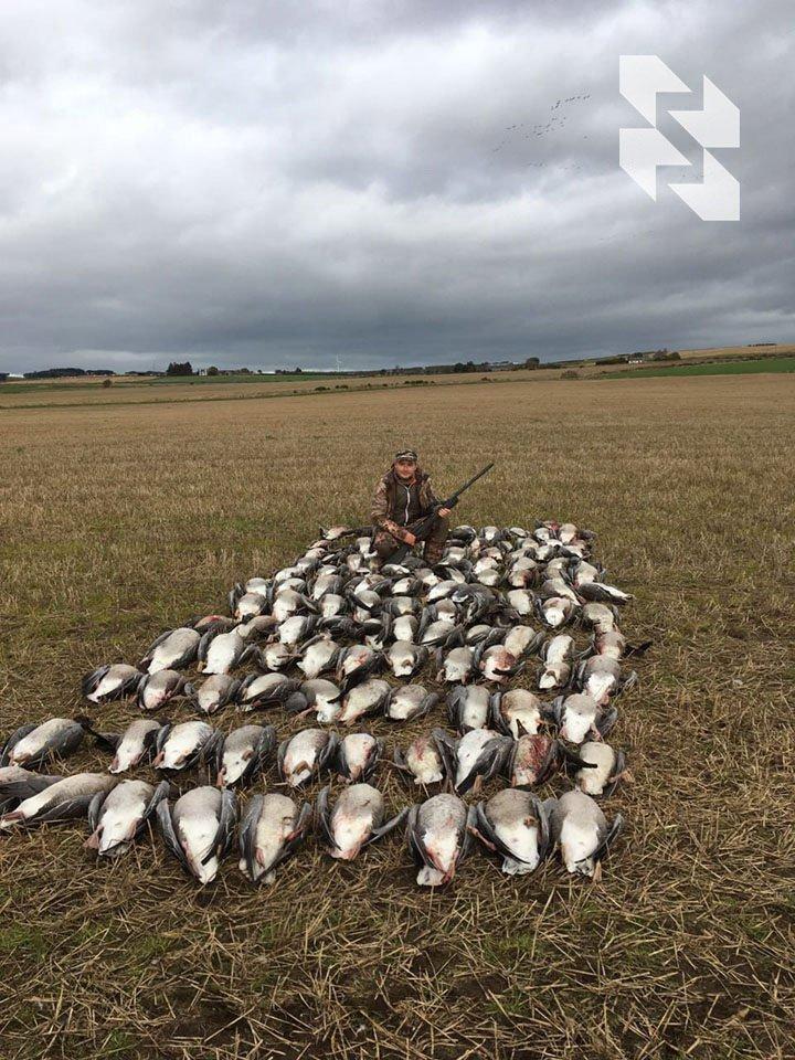 Tease the geese