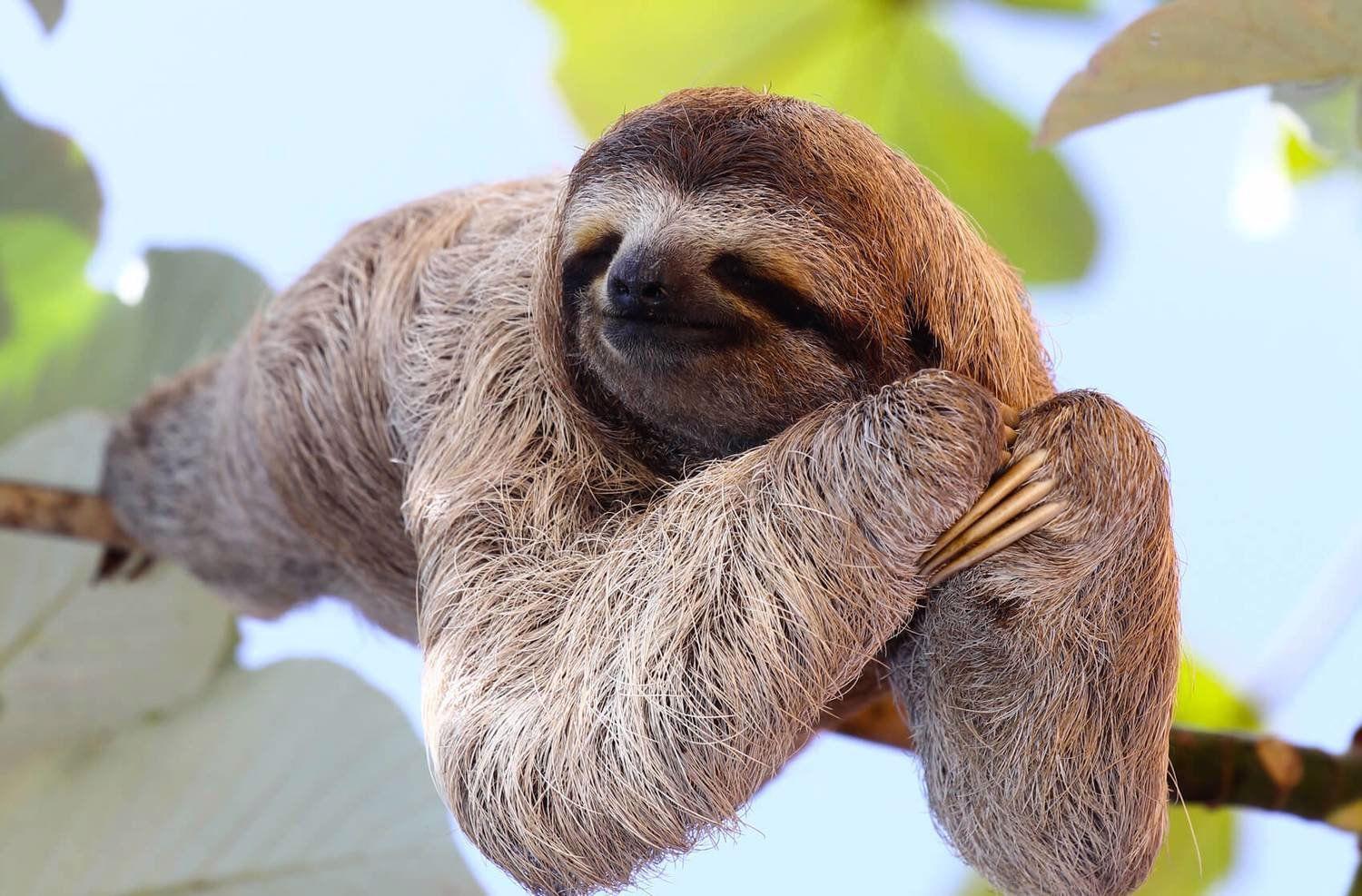 Sloth Facts