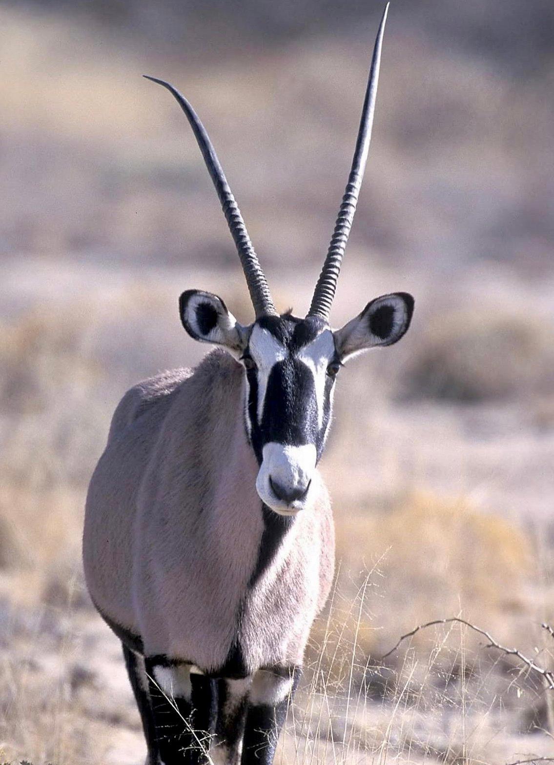 Oryx Hunting in Africa: A Comprehensive Guide for the Discerning Hunter