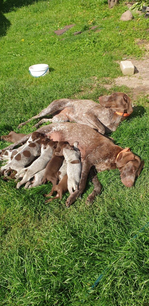 🐾✨ Meet the adorable hunting dog puppies!