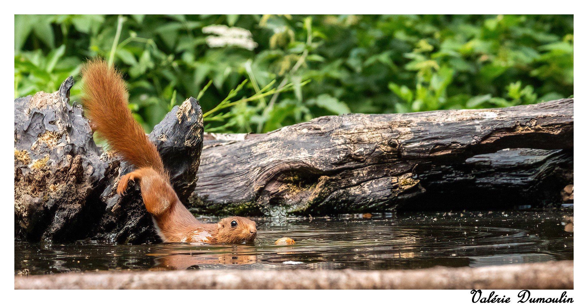 Parfois il faut savoir se mouiller pour obtenir ce que l'on veut , en l'occurrence une noisette dans l'eau ️🤣🤣😊😊