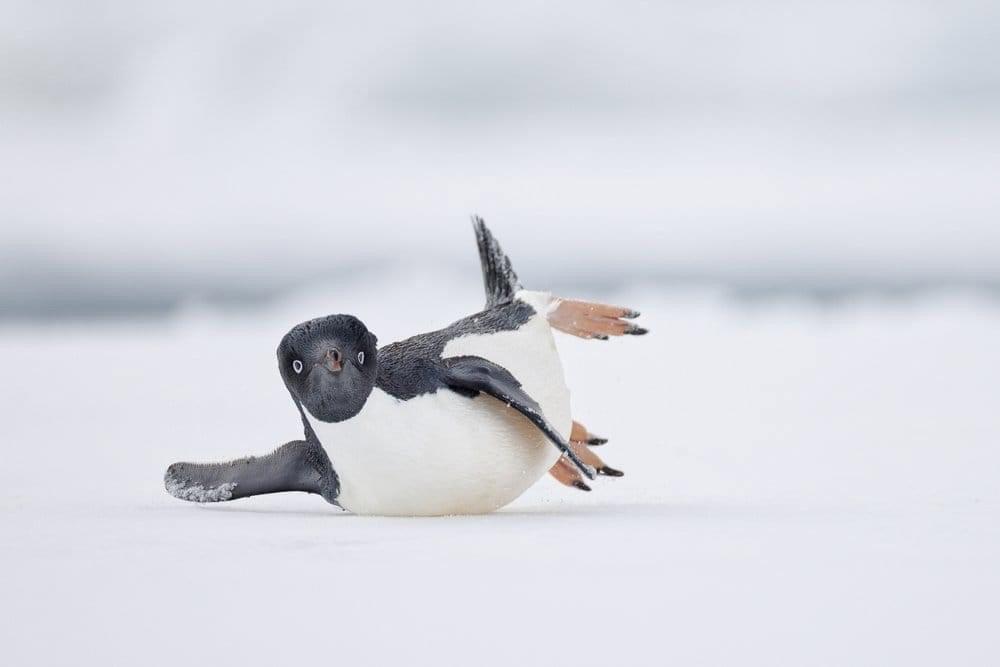 🐦: The winners of the world competition "Bird Photographer of the Year 2024" have been announced.