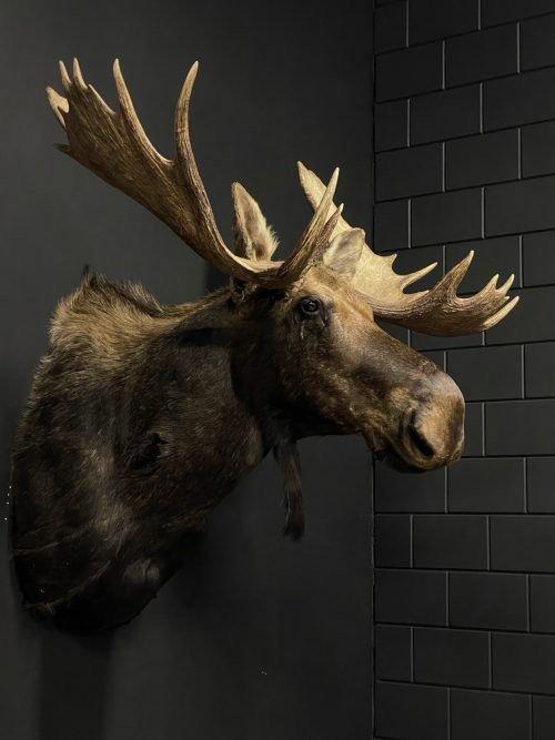 Just got back from a successful hunting trip and I can't help but admire my collection of trophies.