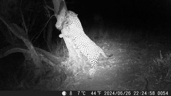 Cancelation Leopard Hunt mid September to November in Namibia !!!