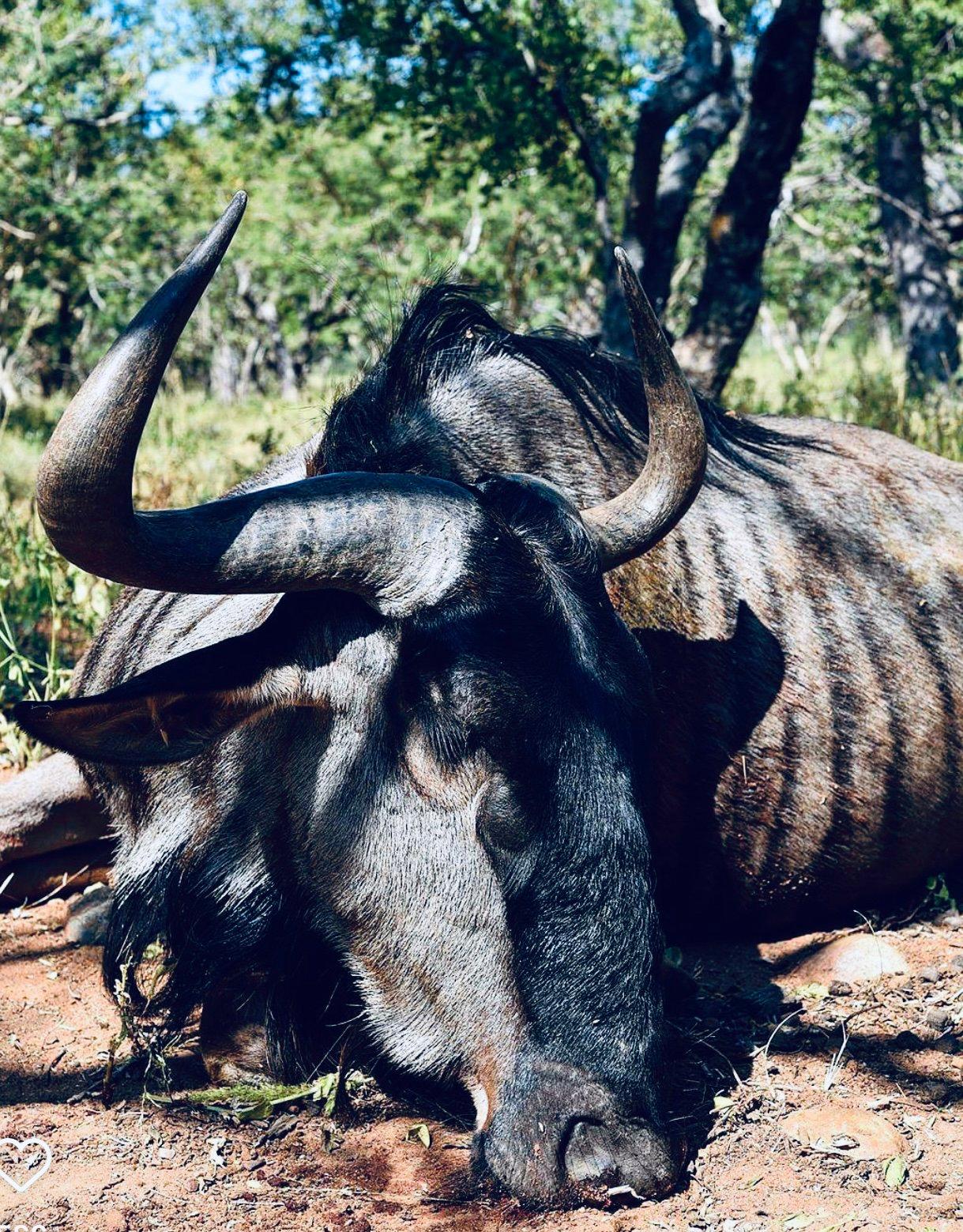 Driven Hunts in South Africa: A Hunter's Guide
