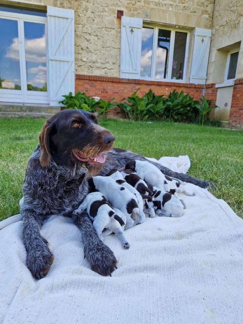 Chiots Drathaar LOF à réserver 