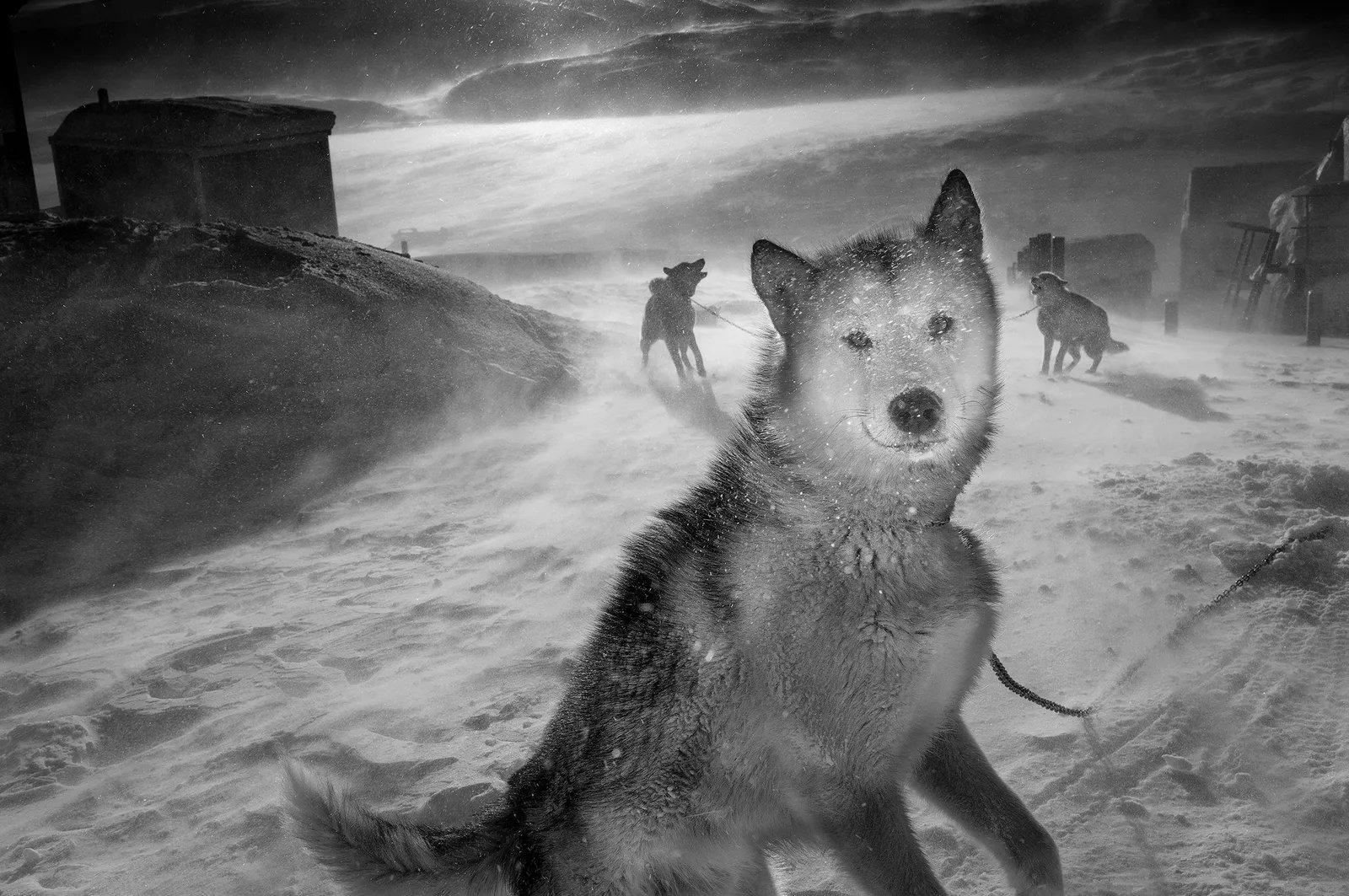 The Fading Ways of Indigenous Arctic Hunters