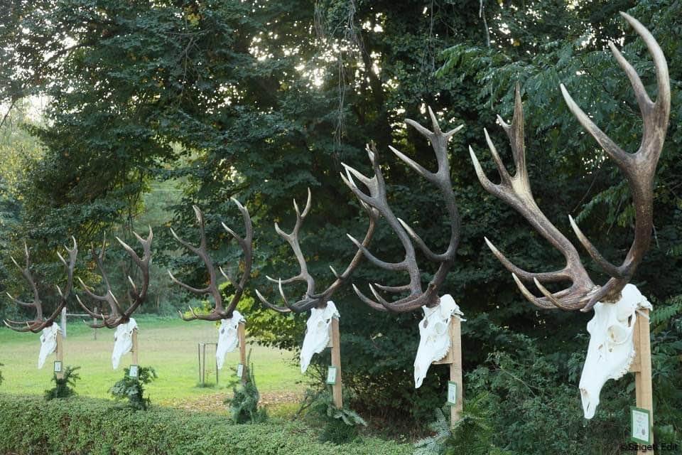 Trophy presentation at the governmental forest company in Somogy county , Hungary .