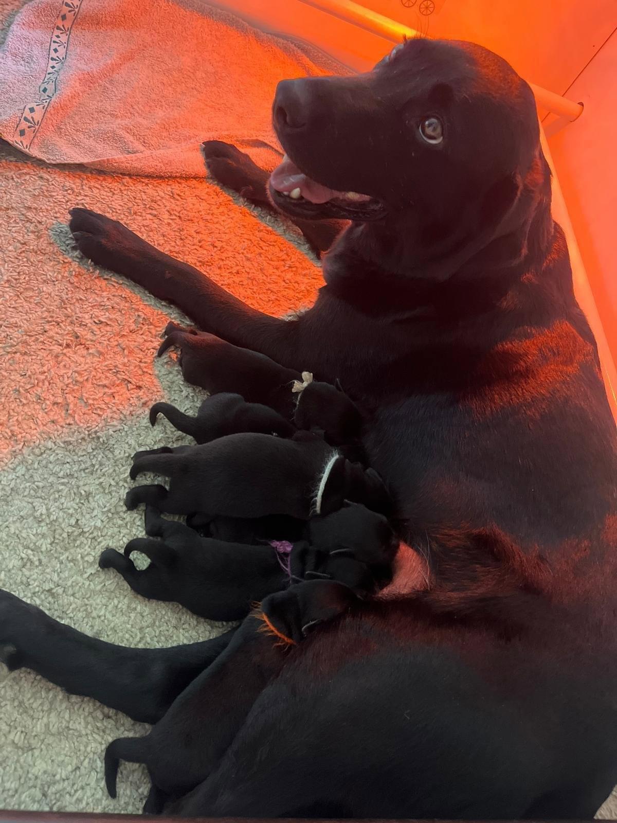 Heureuse de vous annoncer la naissance des 6 chiots issue du mariage de Rivale des Geguis et de Tweed du château de bigny 