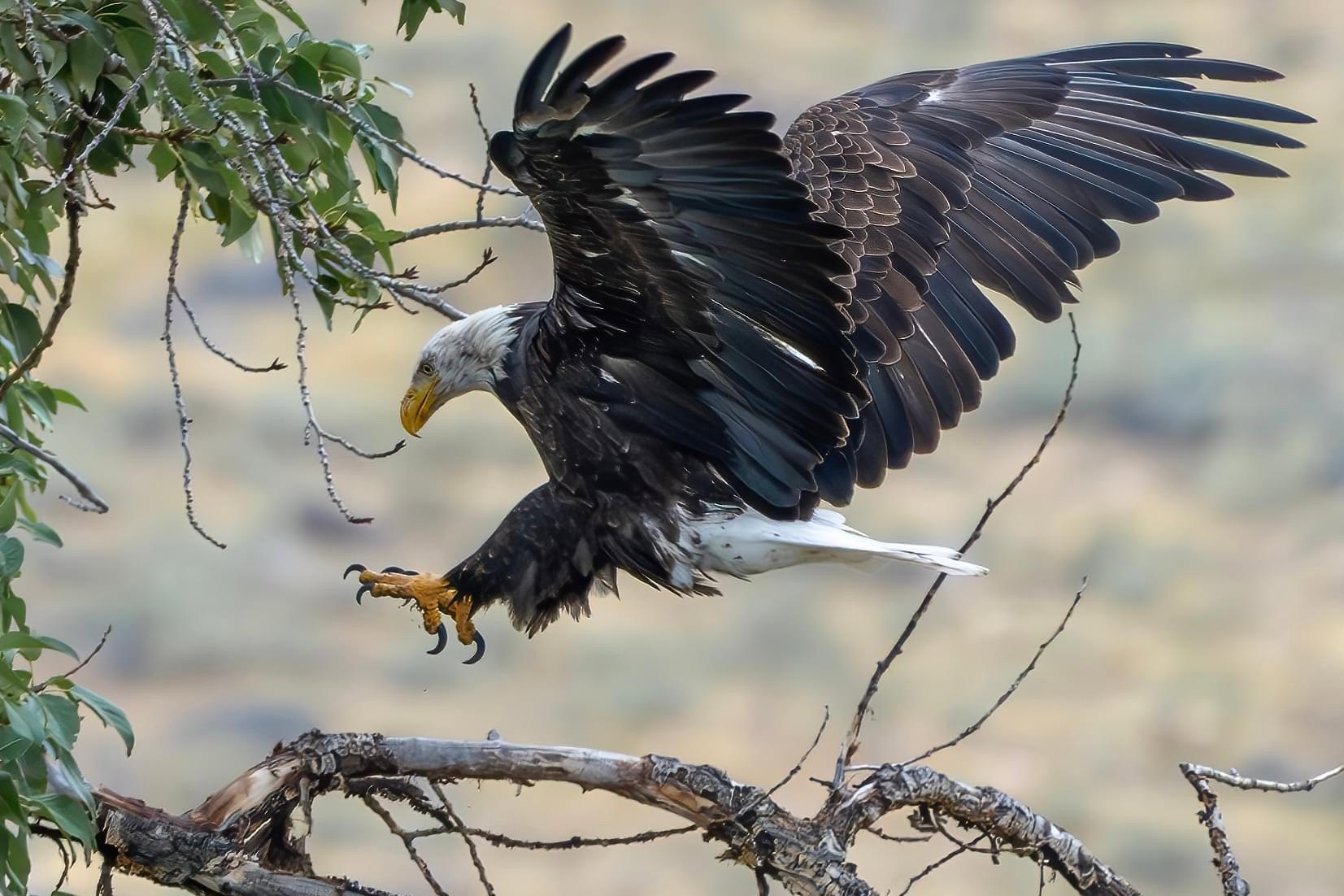 Some of my favorite shots from the #Yellowstone area.