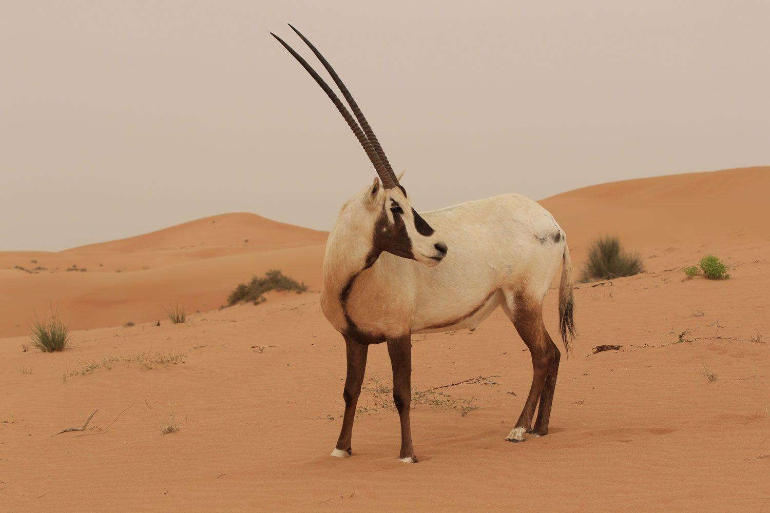 Arabian oryx
