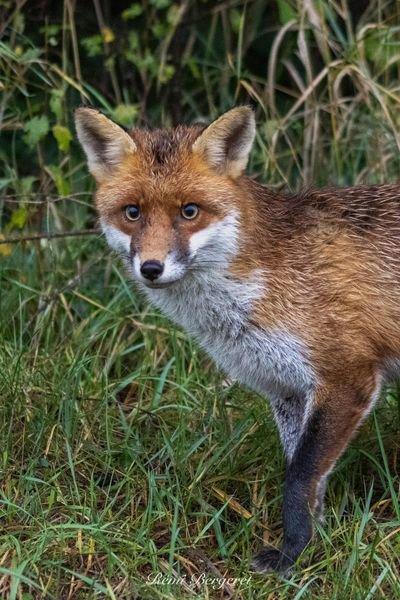 Maître renard 🥰 un peu humide par ce temps!