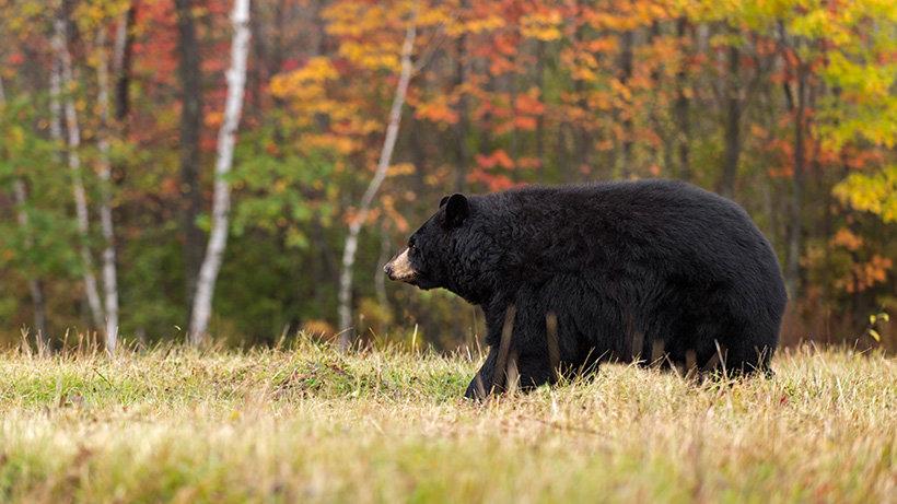 New Jersey black bear hunt back on