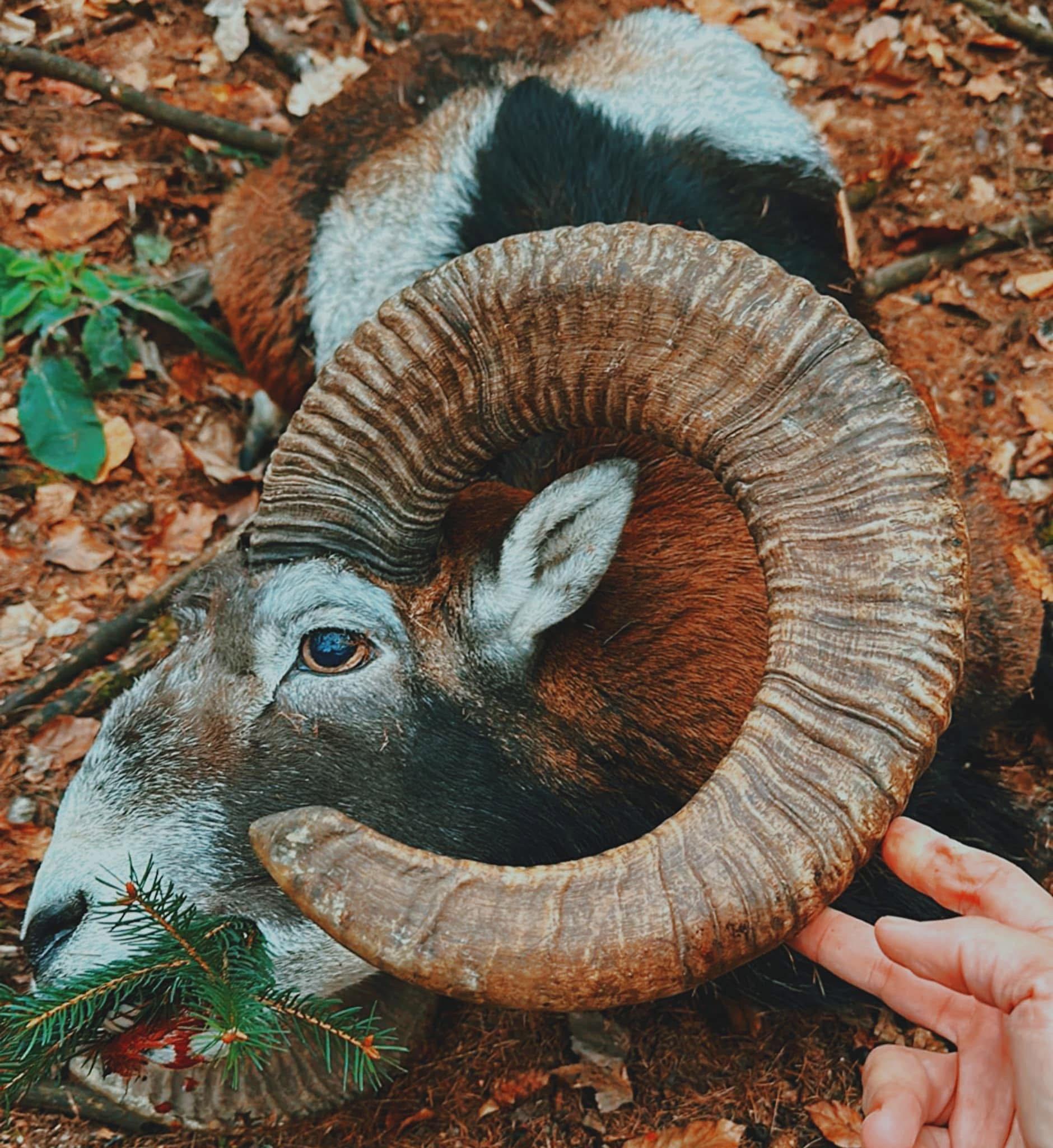 MOUFLONS EN RÉPUBLIQUE TCHÈQUE 🇨🇿
