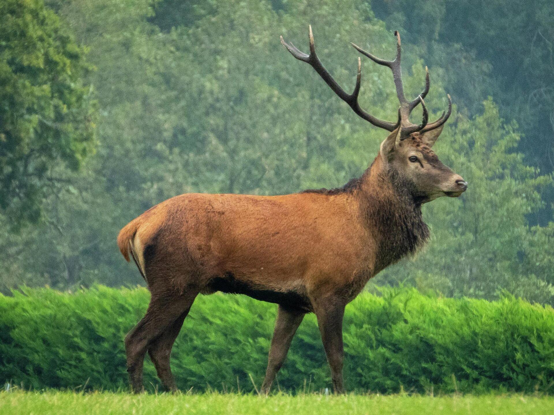 Den ædle hjort er juvelen i de hviderussiske skove.