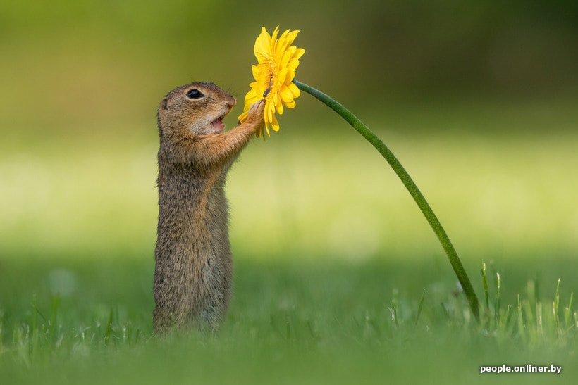 Ground squirrels are a genus of rodents of the squirrel family.