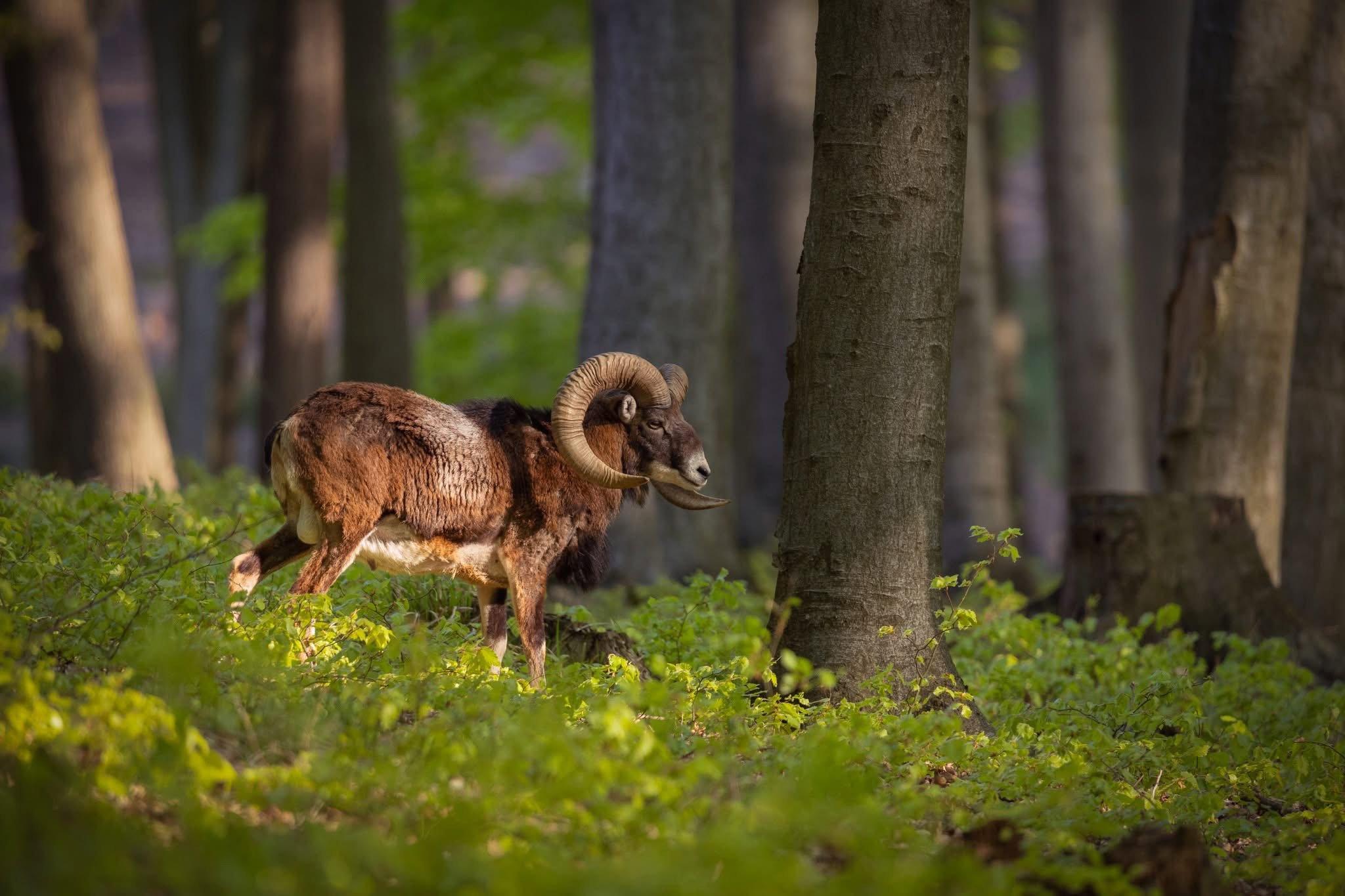 European moufflon (Ovis gmelini musimon)