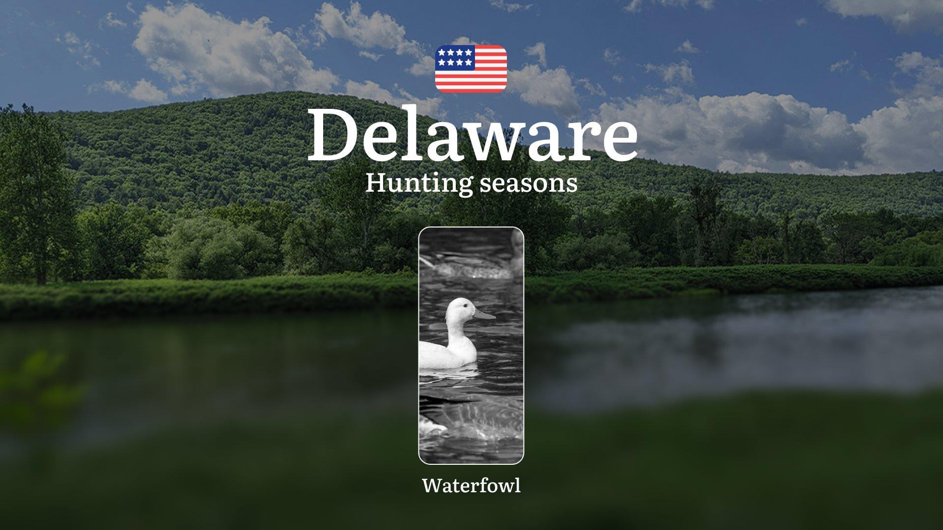 Waterfowl Hunting Seasons in Delaware: Hunting Dates, Limits and Protected Species, Documents, Requirements and Club Support