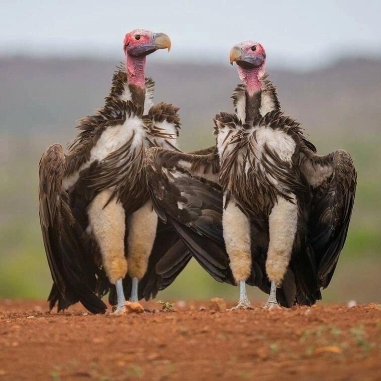 African eared necks are proud to show you their fluffy pants.