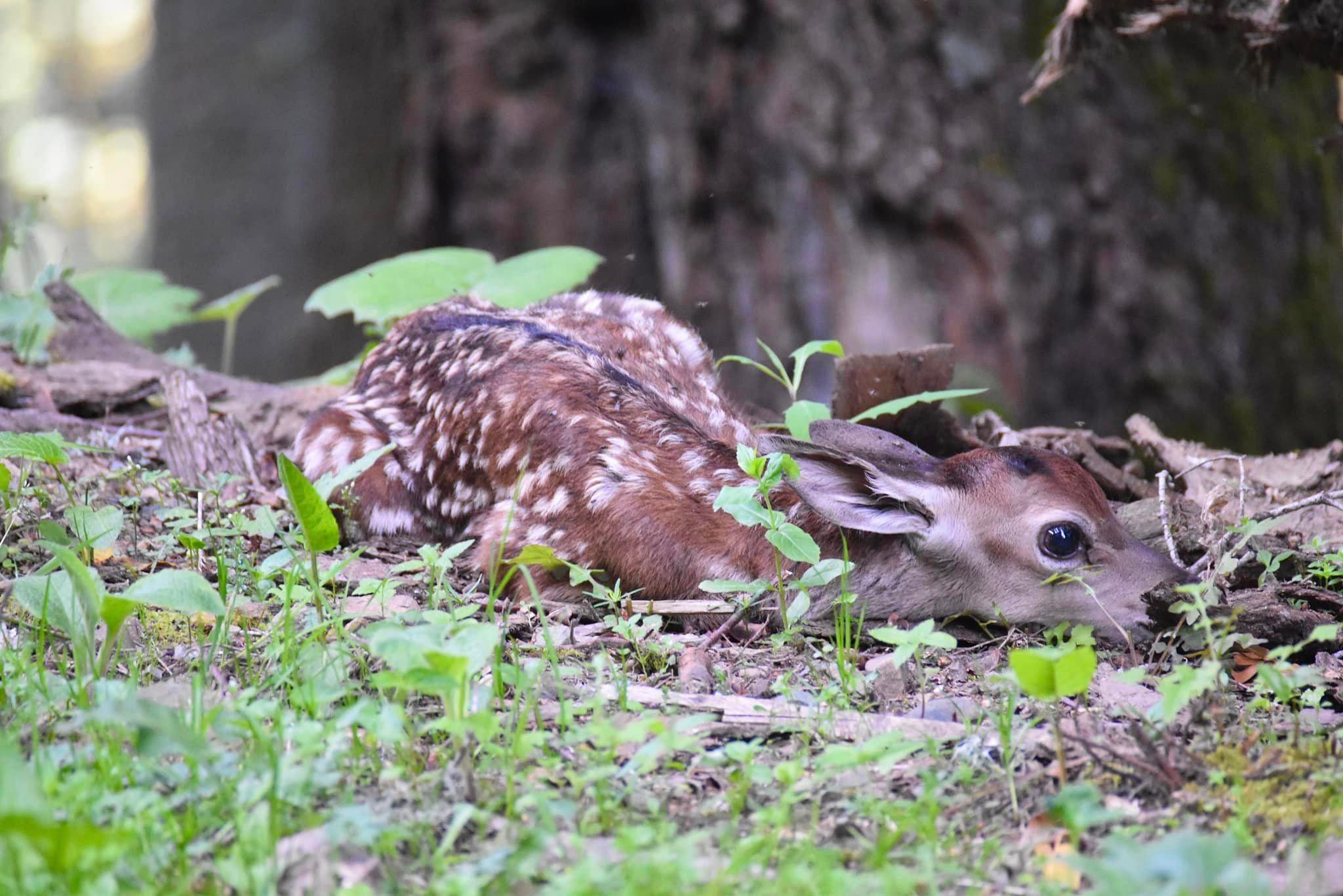 Bambi, au bord d’un chemin 😀￼ Petit rappel, ne jamais les toucher!