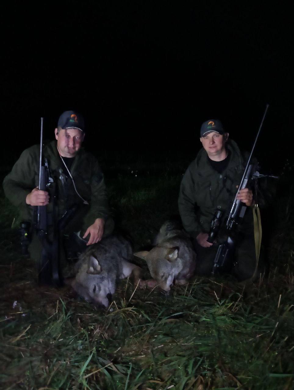 RikaNV Team Successes: Wolf Hunting in Belarus