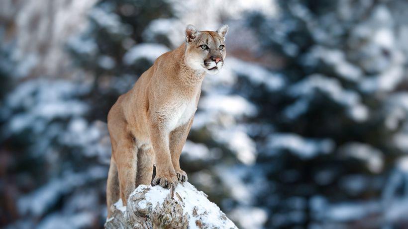 MTFWP removes mountain lions from Wild Horse Island State Park
