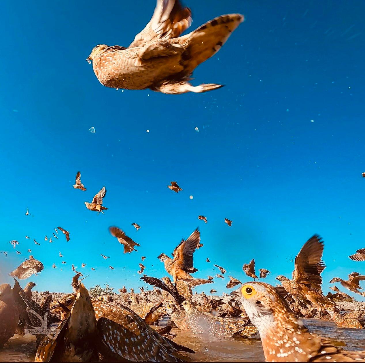 Bird Hunting in Zambia: A Complete Guide for Hunters (Species, Seasons, Tactics & Tours)