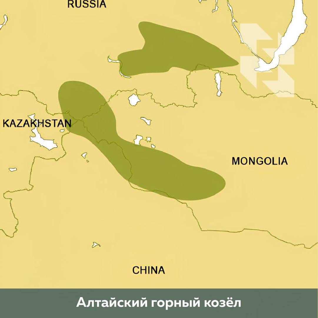 🇲🇳 Lov na kozoroga u Mongoliji