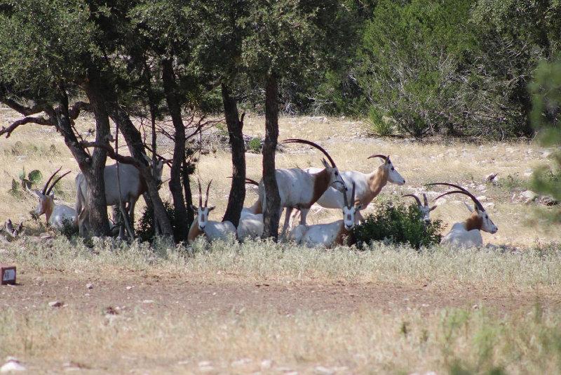 Our Scimitar-horned Oryx herds are thriving even with this heat intensive summer.