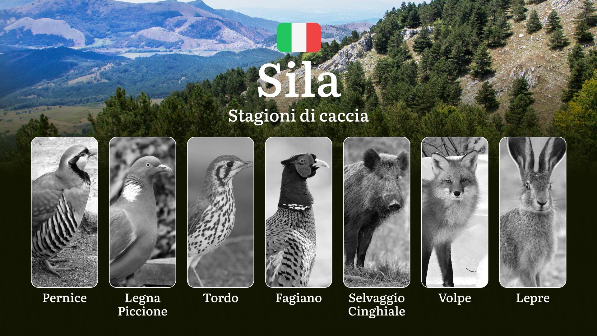 Nell'Ultima Foresta Vergine d'Italia: Calendario Venatorio nella Sila con Date e Aree Consentite