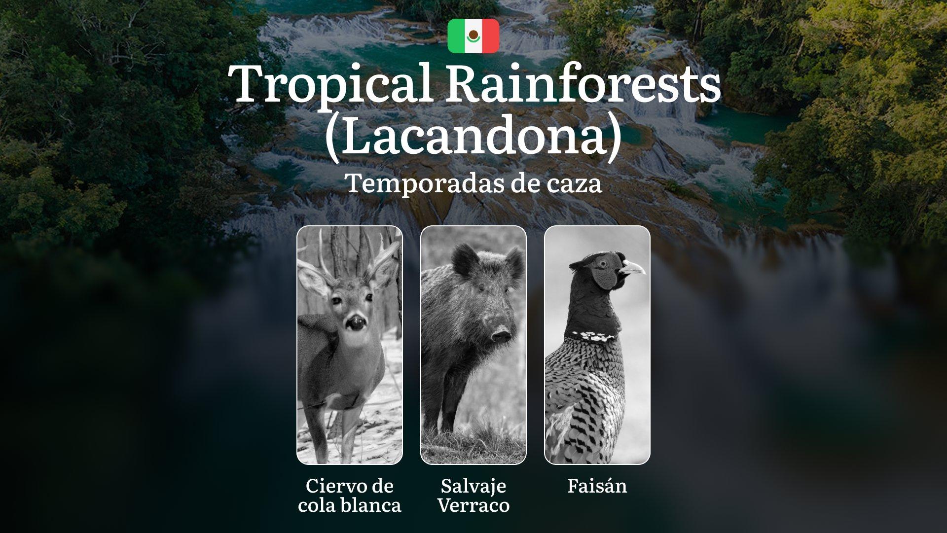 Temporadas y períodos de caza en la Selva Lacandona: Fechas, Especies y Regulaciones, Cómo Obtener un Permiso y Evitar Multas