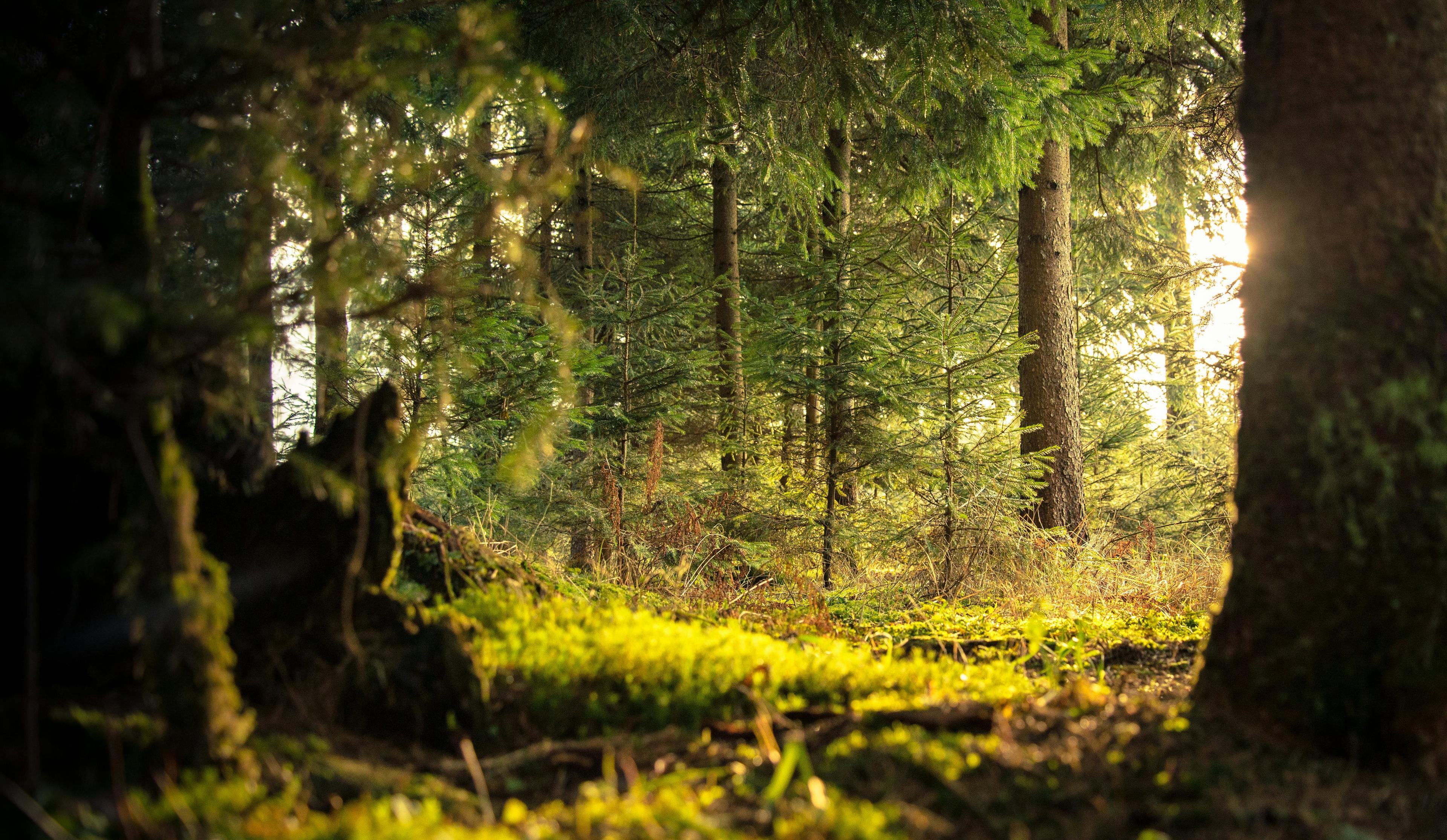 The forest is the place where everyone should go at least once in their life.