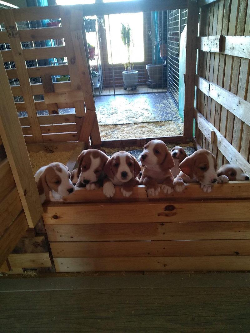 À réserver chiots posavatz nés le 18 03 23 il reste 2 femelles et 5 mâles sur une portée de 12.