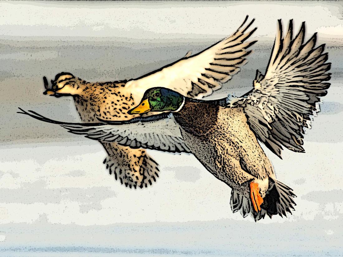 5 Ducks That Probably Really Ticked You Off This Season