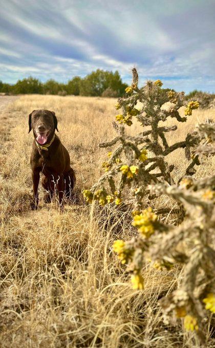 Quick trip through the prickly stuff.