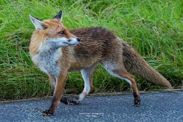 Renard roux, Vulpes vulpes,  rencontre en allant au boulot ce matin 6h00, ma petite mémère en chasse en bordure de route avec un petit que j'ai vu vite fait sur le bas côté, c'est lui qu'elle regarde, pas de photo pas eu le temps d'attendre.