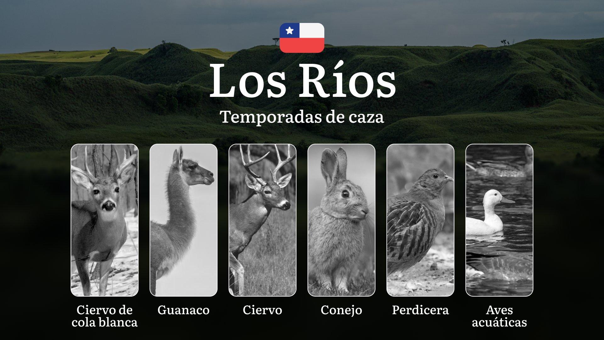 Fechas de caza en La Región de Los Ríos, Chile:normas y plazos de caza, especies protegidas y restricciones legales, una licencia de caza