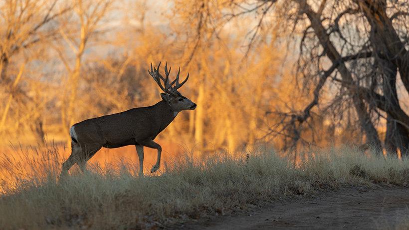 Montana FWP confirms CWD in HD 405