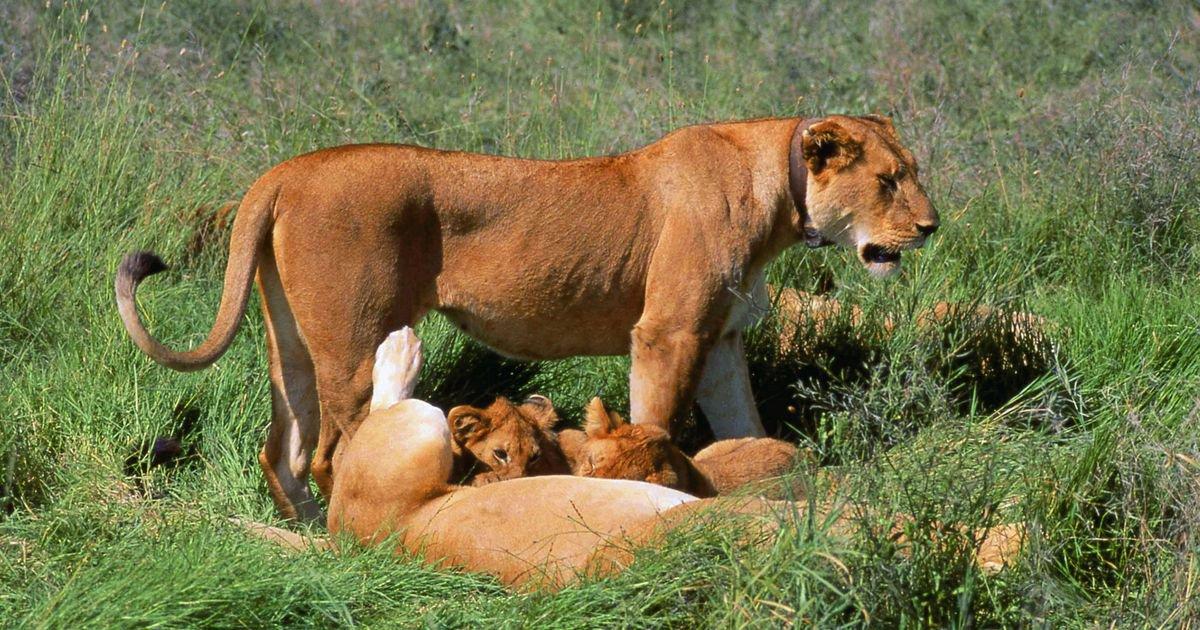The lion (Panthera leo) is a large cat of the genus Panthera native to Africa and India.