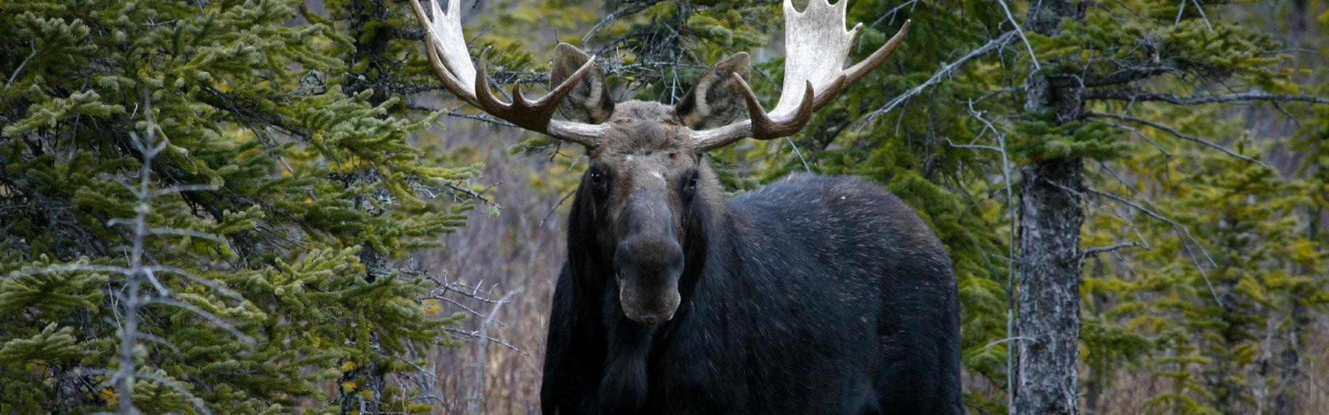 Hunting in Natural Areas