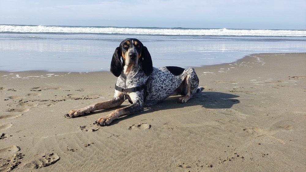 In general, the most common hunting dogs are scent hounds or gun dogs.
