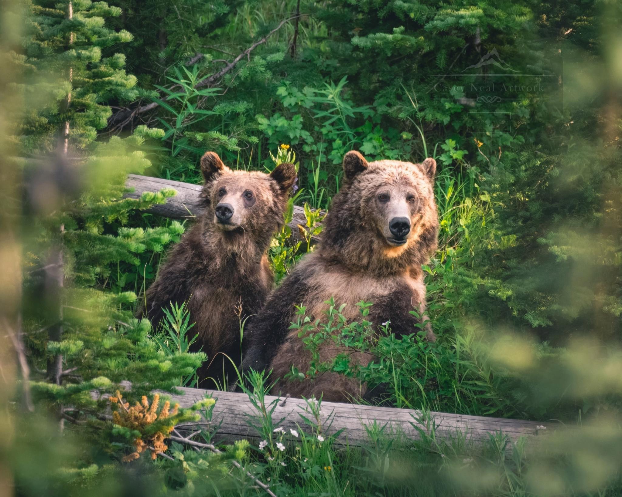 Yellowstone's Birthday,