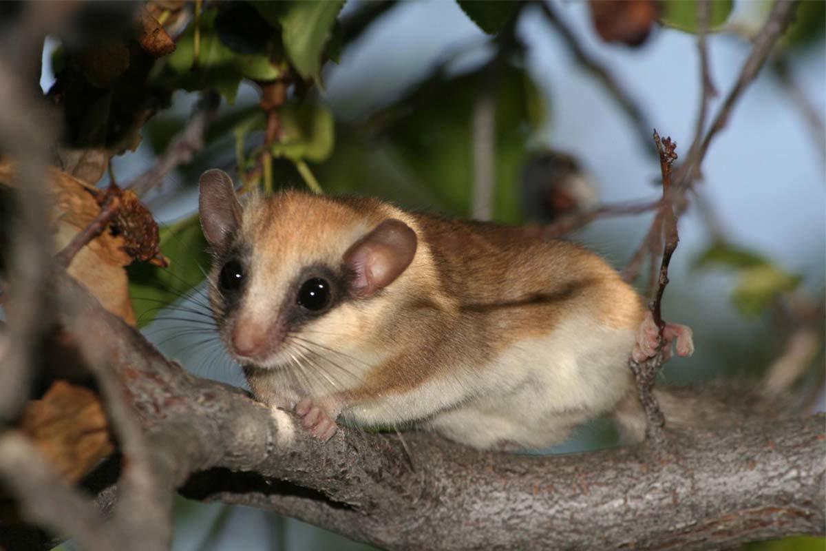 СОНЯ САДОВАЯ: описание, охота на соню, повадки, методы охоты, трофейная ценность и правила добычи, фото.