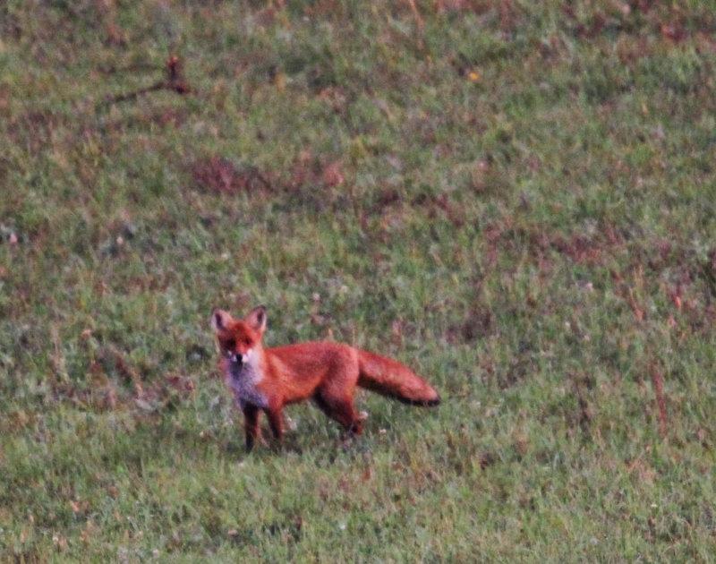Südbalaton 30.09.2023: Frühansitz zur Nachbrunft im Top-Staatsrevier.