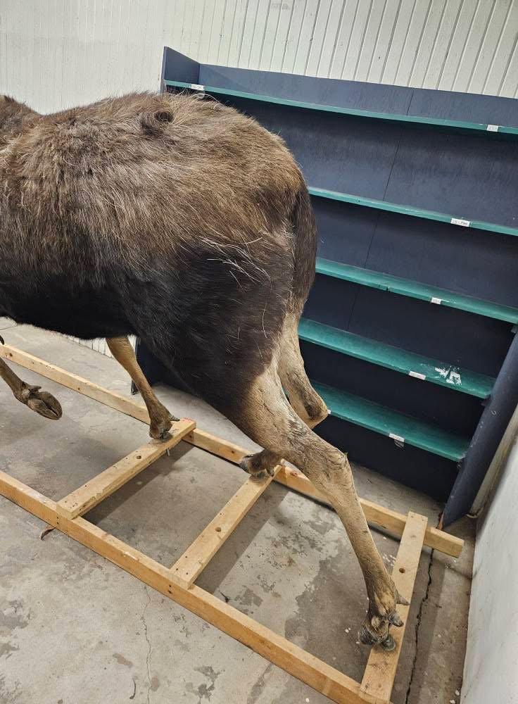 Full moose charging (repro antlers) 3️⃣5️⃣0️⃣0️⃣