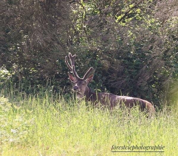 Tête bizarde en velours 🦌📸