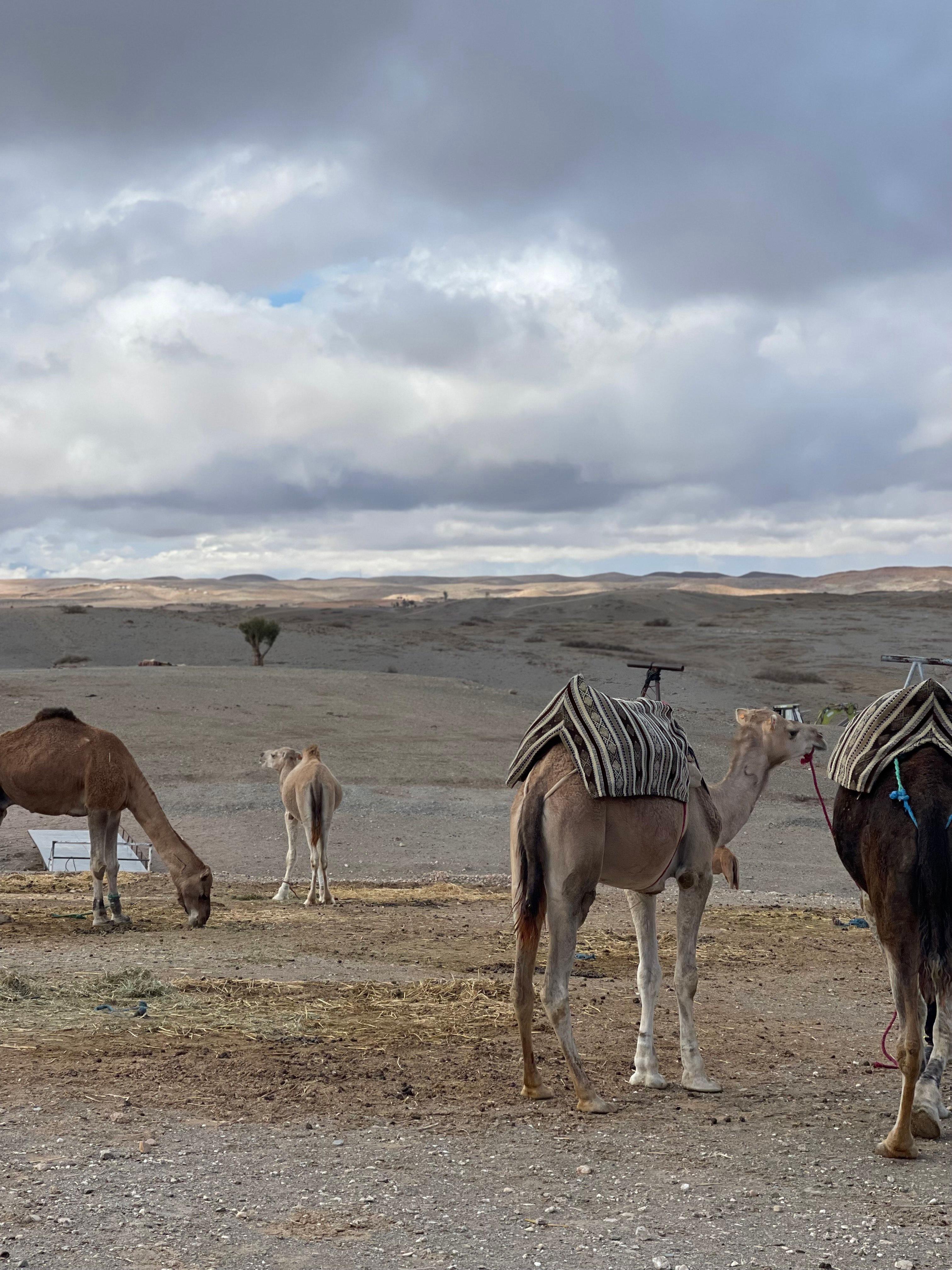 Sahara Desert & Coastal Bird Hunting in Morocco 2025: Game, Regions, Strategy