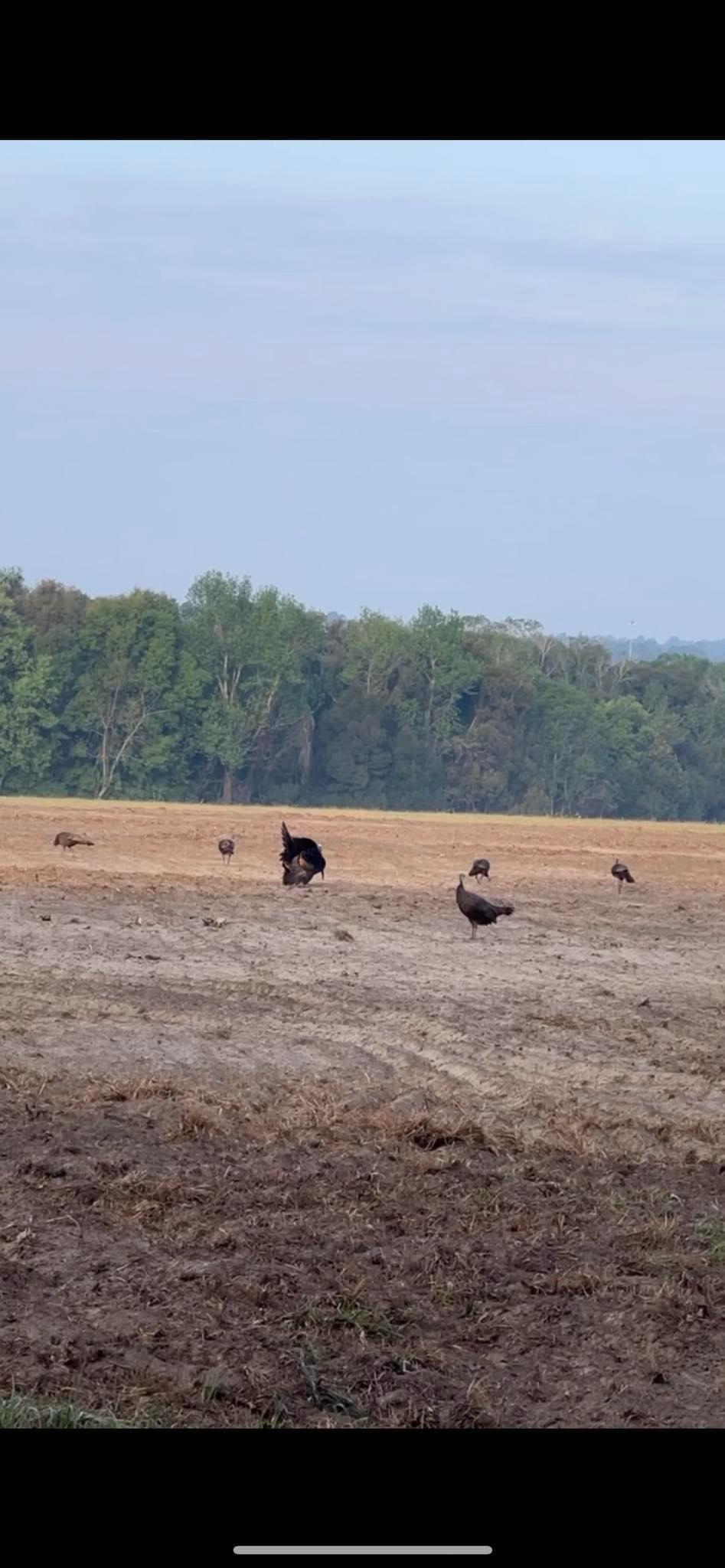 Had an incredible 2023 Osceola turkey season.