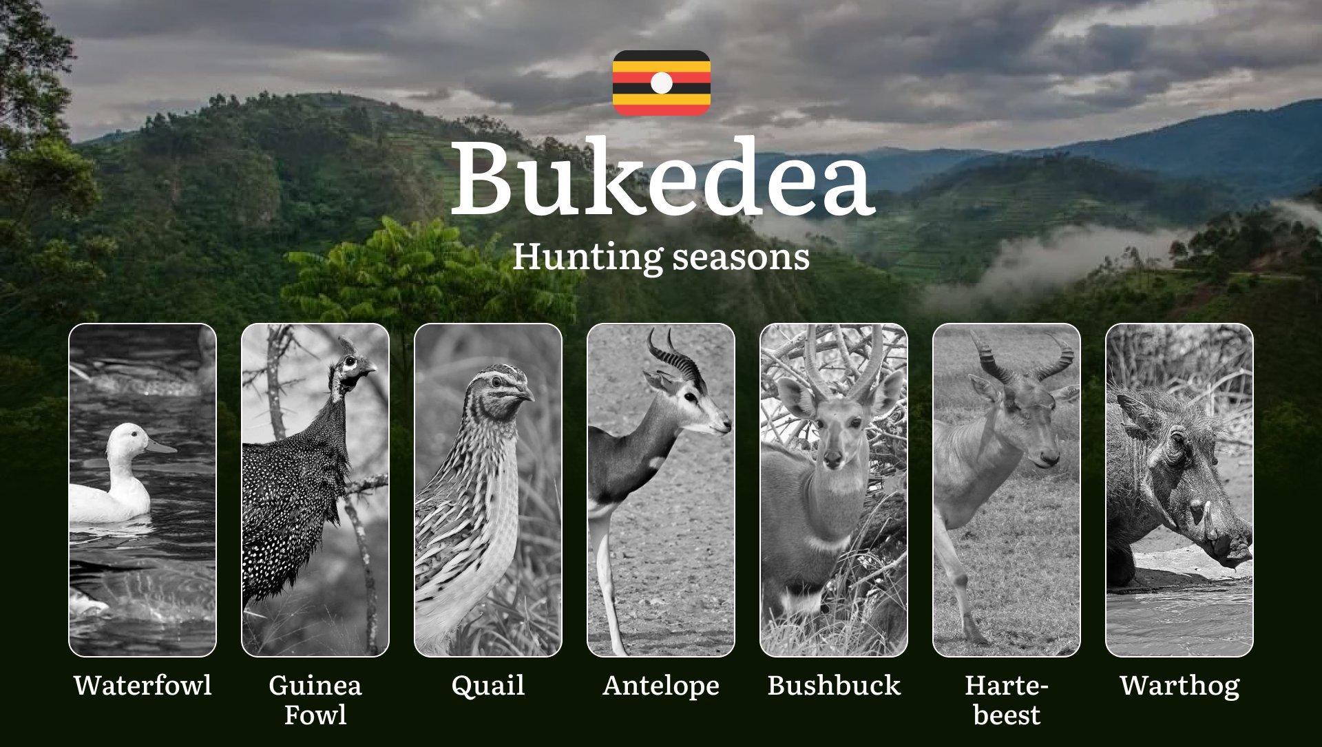 Hunting Season Dates in Bukedea: Regulatory Caps and Seasonal Closures, License Requirements, Penalties and Legal Outcomes for Infractions, Strategic Planning, Best Timing, Equipment Selection