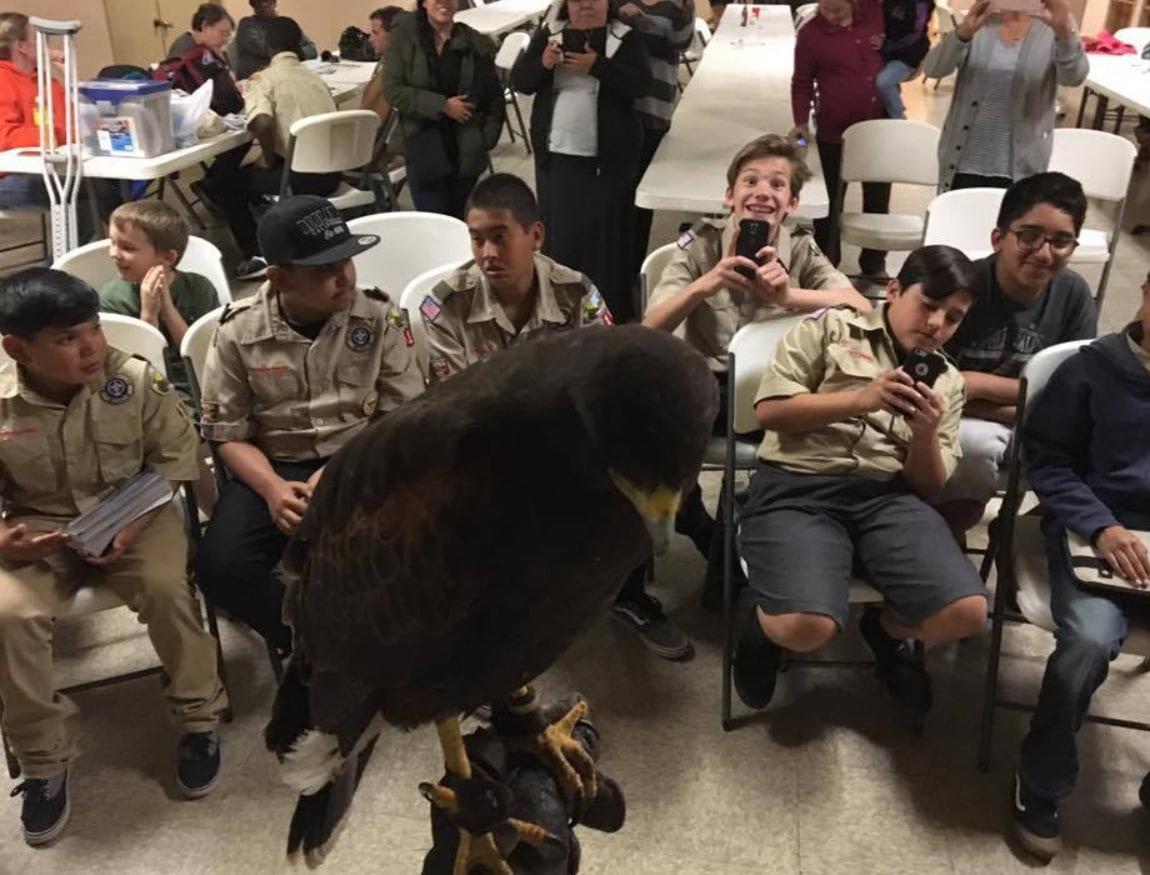 The California Hawking Club was formed in 1971 by a small group of dedicated falconers to preserve and promote the public image of the art of Falconry, to assist in the conservation of birds of prey, and to collect and disseminate information through its publications.